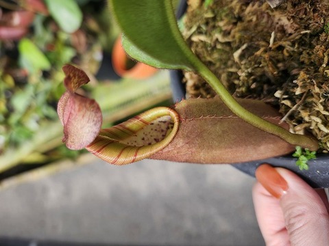 J575 1-2 N. veitchii candy red stripe x veitchii (K) Y's 