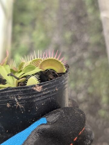 Dionaea ｍuscipula（ディオネア/ハエトリソウ）の商品一覧 | Y's Exotics （山田食虫植物農園）