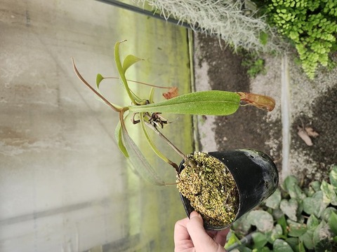 商品一覧 - Y's Exotics （山田食虫植物農園）