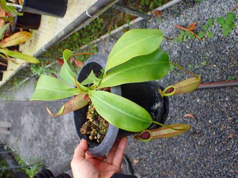 商品一覧 - Y's Exotics （山田食虫植物農園）