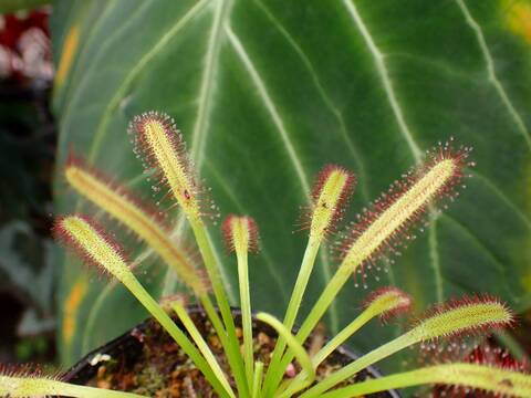 Y973 3-1 D. capensis `Crested' Nature