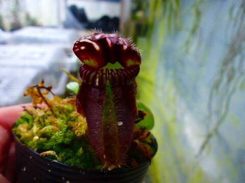 Cephalotus follicularis （セファロタス/フクロノユキノシタ