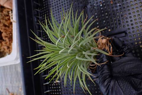 G900 3-1 T. ionantha Rubra Large TI