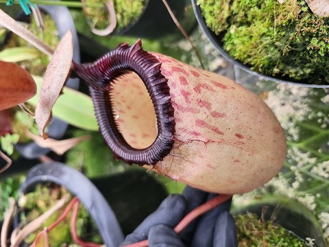 食虫植物N. xtrusmadensis AW clone:3 食虫植物N. xtrusmadensis AW clone:3 食虫植物N. xtrusmadensis AW