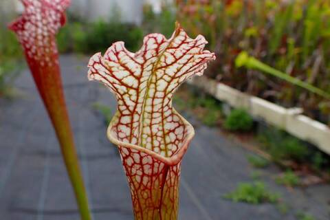 Sarracenia（サラセニア）の商品一覧 | Y's Exotics （山田食虫