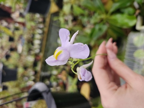 Y357 1-4 U. nelunbifolia x reniformis CK