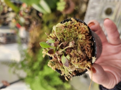 商品一覧 - Y's Exotics （山田食虫植物農園）