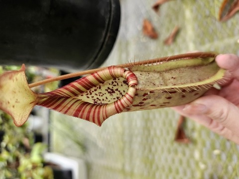 P309 5-3 N. veitchii x northiana red Y's 