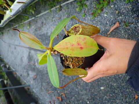 商品一覧 - Y's Exotics （山田食虫植物農園）