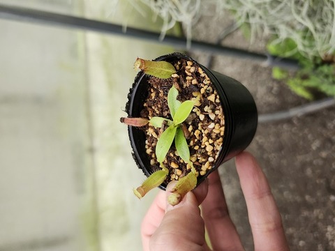 商品一覧 - Y's Exotics （山田食虫植物農園）