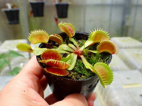 G476 1-3 Dionaea muscipula 鈴木系 original