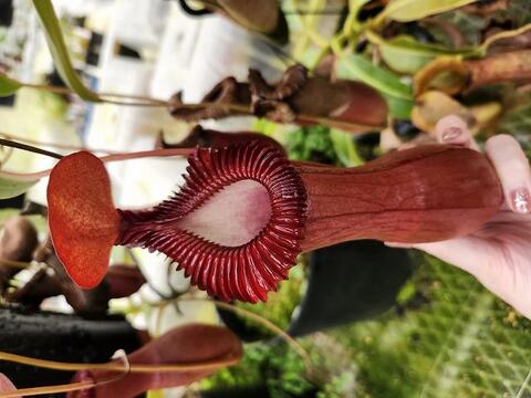 Nepenthes（ネペンテス/ウツボカズラ）の商品一覧 | Y's Exotics （山田食虫植物農園）