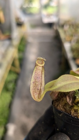 Nepenthes（ネペンテス/ウツボカズラ）の商品一覧 | Y's Exotics （山田食虫植物農園）