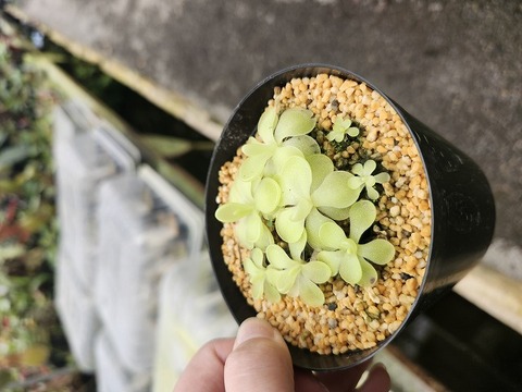 G541 1-2 P. Tina x emarginata 