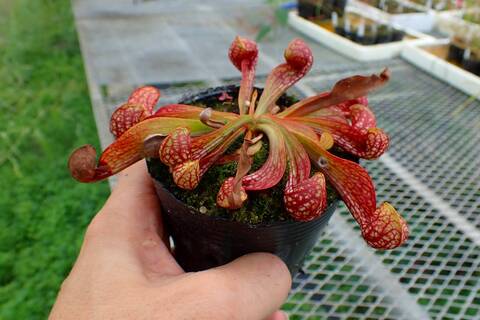 Sarracenia Species（サラセニア原種）の商品一覧 | Y's Exotics