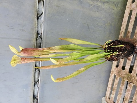 Y's Exotics （山田食虫植物農園）