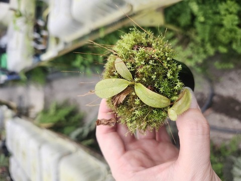 商品一覧 - Y's Exotics （山田食虫植物農園）