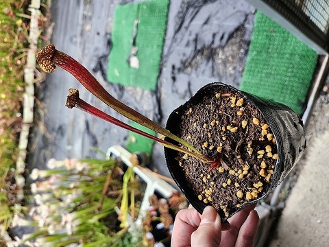 く*い様 食虫植物　サラセニア　ももいろといき 特価）サラセニア 食虫植物 1年を通して楽しめる ユニークな姿 - メルカリ