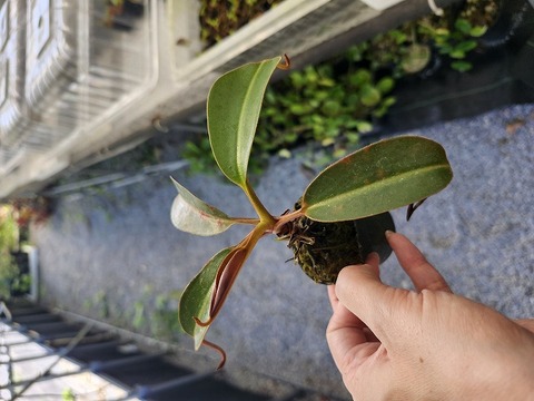 NNN Series – Highland Nepenthes Hybrids（by konan)の商品一覧 | Y's