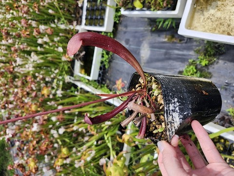 商品一覧 - Y's Exotics （山田食虫植物農園）