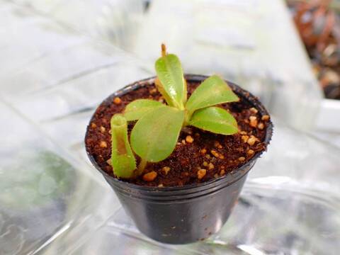 商品一覧 - Y's Exotics （山田食虫植物農園）