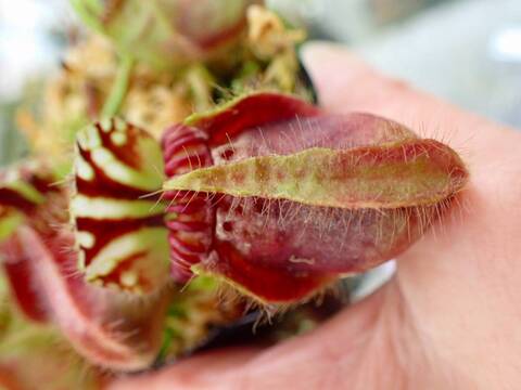 G089 1-1 #BBB Cephalotus follicularis GS