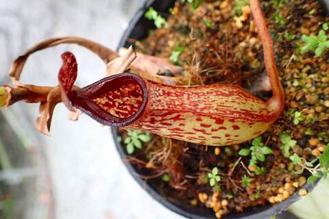 Nepenthes（ネペンテス/ウツボカズラ）の商品一覧 | Y's Exotics