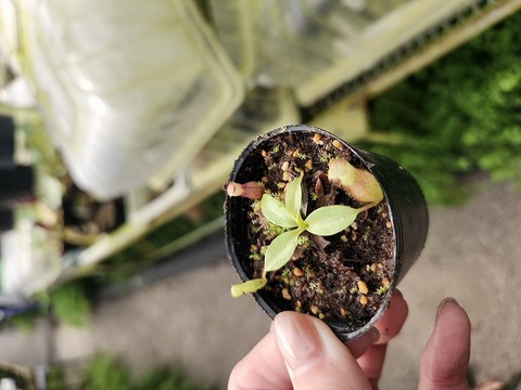 商品一覧 - Y's Exotics （山田食虫植物農園）