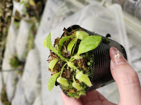 Cephalotus follicularis （フクロノユキノシタ）の商品一覧 | Y's