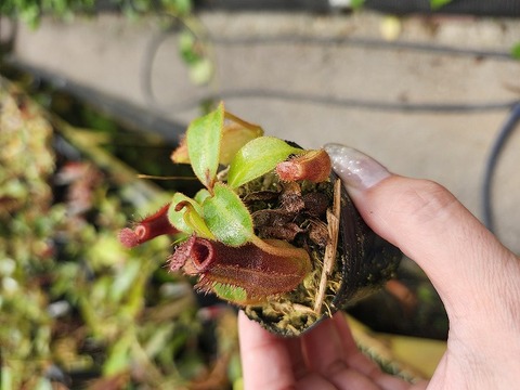 オモロカンアオイ Y's Exotics （山田食虫植物農園）