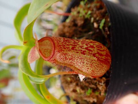 商品一覧 - Y's Exotics （山田食虫植物農園）