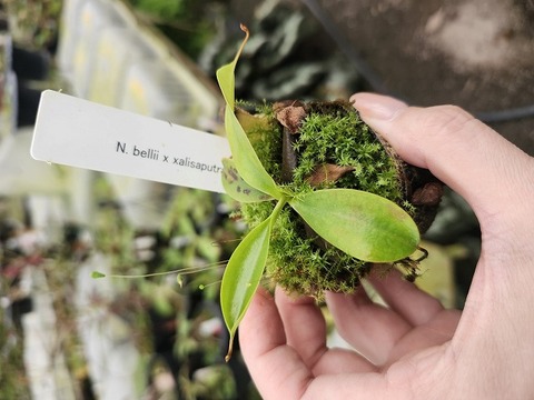 P176 1-3 N. bellii x xalisaputrana #NNN 