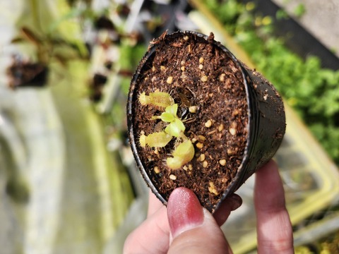 商品一覧 | Y's Exotics （山田食虫植物農園）