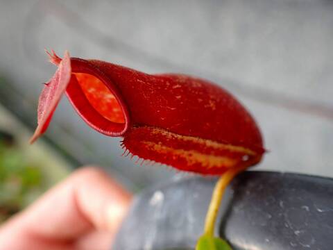 J637 5-3 N. ampullaria (rouge black) x northiana (red) Y's