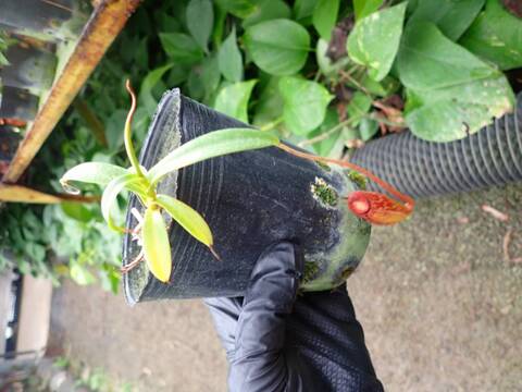 J217 1-4 N. bellii x (thorelii x arietolochioides) EP