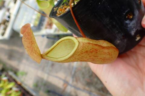 ゆうゆうネペンテス・ミランダ Nepenthes（ネペンテス/ウツボカズラ）の商品一覧 | Y's Exotics