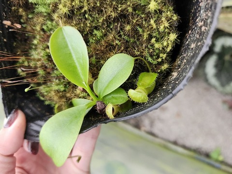 商品一覧 - Y's Exotics （山田食虫植物農園）