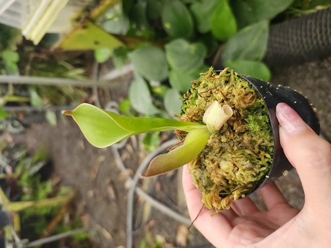 P876 1-1 H. parva {Cerro Nebrina, Venezuela}[BCP ID# H842,H2023,H2026]
