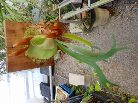 商品一覧 - Y's Exotics （山田食虫植物農園）