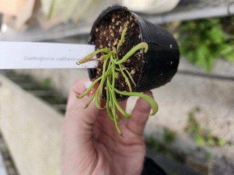 R243  2H Darlingtonia californica Y's Lab