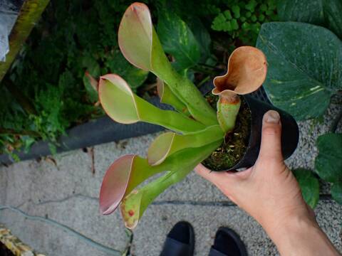 Y's Exotics （山田食虫植物農園）