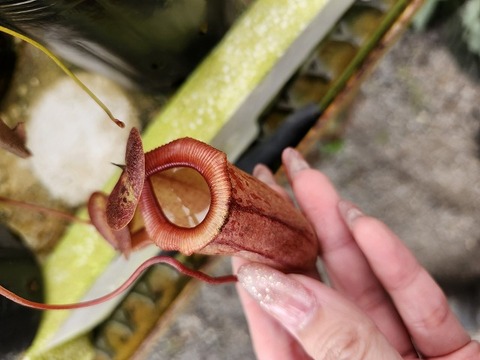 特別販売ページ！現品写真付！の商品一覧 | Y's Exotics （山田