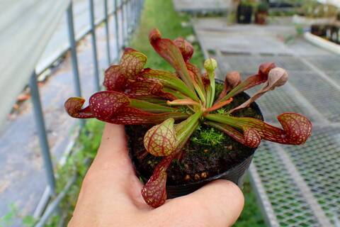 商品一覧 - Y's Exotics （山田食虫植物農園）