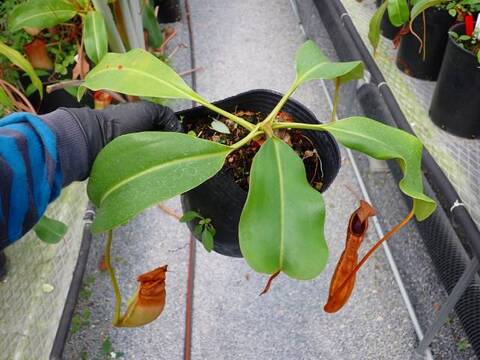 G107 5-1 N. truncata x merrilliana (a) EP