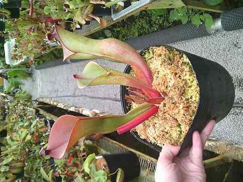 Heliamphora（ヘリアンフォラ）の商品一覧 | Y's Exotics （山田