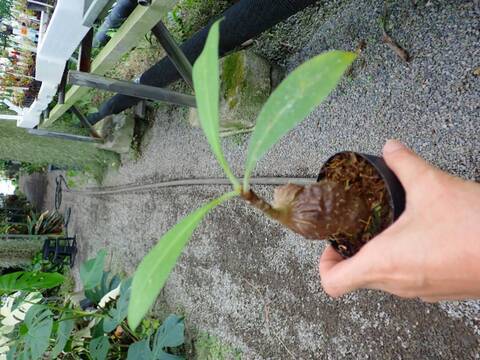 【＊Lemon＊】ティランジア実生株 3点 チランジア 無菌播種いろいろ2025年7月時点 | チランジア+