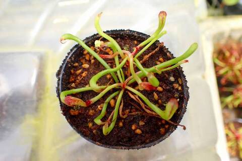 Darlingtonia（ダーリングトニア) の商品一覧 | Y's Exotics