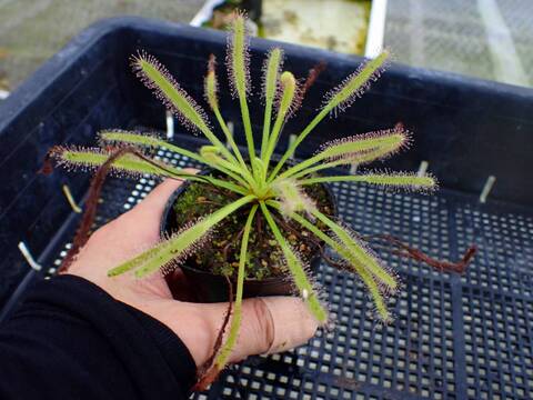 P643 4-1 D. capensis alba x crested nature Y's