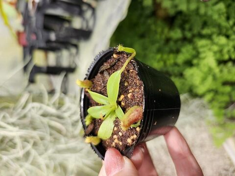 特別販売ページ！現品写真付！の商品一覧 | Y's Exotics （山田