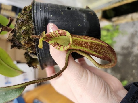 Y997 1-2 N. spectabilis giant x edwardsiana